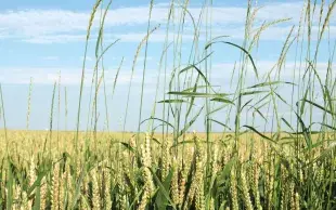 De nombreuses graminées adventices dans une parcelle de blé
