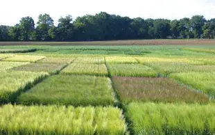 Parcelles d'essais de post-inscription évaluant les variétés d'orges d'hiver.