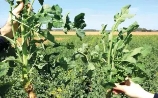 Parcelle de colza hétérogène à floraison. Les pieds bien enracinés (à gauche) sont bien développés et entrent en floraison. Les pieds avec pivots fourchus, du fait d’une mauvaise structure (à droite), sont chétifs, buissonnants et ne fleurissent pas.