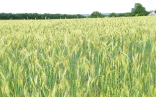 Parcelle de triticale proche de la maturité