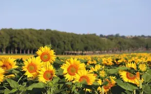 Récolter le tournesol au bon moment est crucial pour dégager une marge satisfaisante