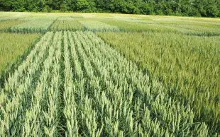 En 2024 et 2025, la BEI a investi près de 15 milliards d’euros dans l’agriculture et la bioéconomie.