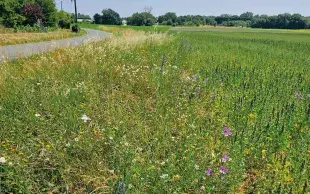 Les mélanges établis dans le projet FLOR’AGRI sont composés de 13 à 18 espèces sauvages, et sont affinés en fonction de la zone biogéographique d’implantation (Massif armoricain et Bassin parisien Sud).