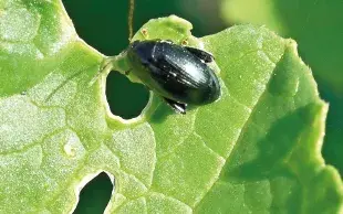 La gestion de la grosse altise repose avant tout sur une stratégie agronomique visant à sécuriser l’implantation et la croissance du colza à l’automne. 