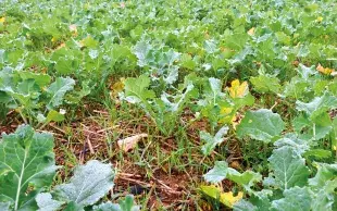 Graminées dans un colza peu développé.