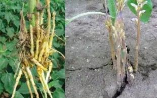 Orobanche cumana : à gauche, tubercule souterrain parasitant les racines du tournesol ; à droite, partie aérienne (hampes florales). 