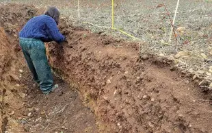 Une amélioration de la stabilité structurale en surface est observée dans la modalité sous couvert. 