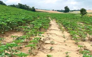 Le sol d'une parcelle pentue de tournesol montre des signes d’érosion et de battance.