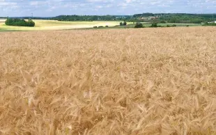 Les charges opérationnelles (fertilisation, protection intégrée) représentent environ 30 % du coût de production des orges françaises ; celles de mécanisation et de main-d’œuvre atteignent presque 50 %.