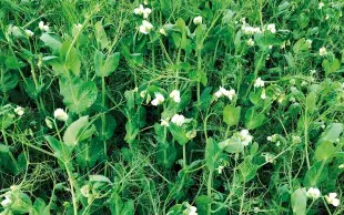 Pois d'hiver en fleur