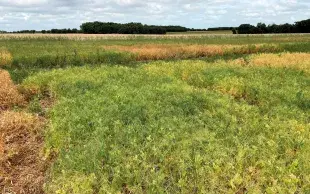 Parcelles d'essai de variétés de pois d'hiver (campagne Terres Inovia 2024-2025)