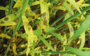 Feuilles de lin présentant des symptômes de septoriose