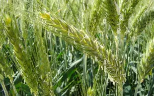 Epis de triticale immatures