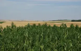 Une parcelle de chanvre textile, avec un champ de blé à l'arrière-plan