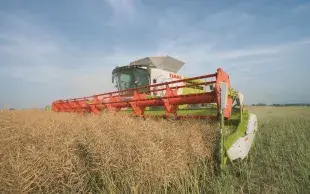 Le rendement moyen de colza 2026 avoisinerait les 33,4 q/ha