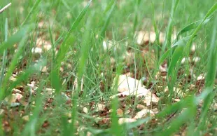 Jeunes vulpins dans un blé tendre au stade "1-2 feuilles"