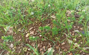 Les programmes antigraminées et antidicotylédones ont beaucoup évolué ces dernières années, en lien avec le retrait de plusieurs herbicides majeurs sur lin oléagineux.  