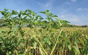 Pied de datura stramoine dépassant des plants de maïs alentours.