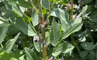 Féverole d'hiver à fleurs violettes (gros plan)