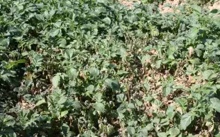 Un tas de déchets de pomme de terre avec repousses tachées par le mildiou