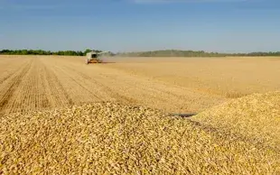 La qualité des orges de printemps 2026 est globalement satisfaisante.