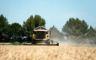La production de blé dur affiche une baisse de 16,6 % par rapport à 2025