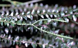 Les génomes végétaux renferment une mémoire insoupçonnée des virus ayant infecté les plantes au cours de leur histoire évolutive.