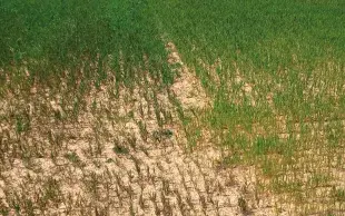 Une coloration rouge violacée des feuilles est le symptôme de plantes carencées en phosphore. 