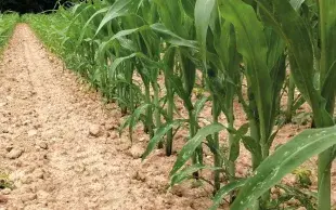 Carence en potassium sur maïs. Les systèmes d’élevage, avec des retours de fumier insuffisants en parcelles éloignées de la ferme, sont des situations à risque de carence en potassium.