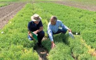 Des variétés de lentille issues des collections génétiques de l’Icarda ont été implantées dans des essais en France, notamment sur la plateforme Terres Inovia de Clermont-Ferrand (63).