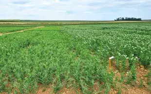 Le projet FiLoLég comprend plusieurs axes, dont l’amélioration de la productivité des cultures et le renforcement de la rentabilité pour les producteurs.