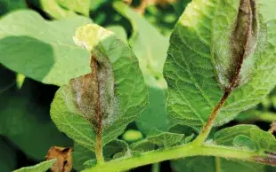 Taches de mildiou sur le dessous des feuilles de pomme de terre