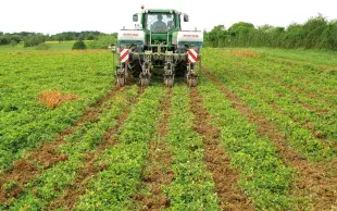 La NutriPlatform évalue l’impact de pratiques durables telles que le semis de couvert à base de légumineuses sur les performances agronomiques et environnementales des fermes européennes.  