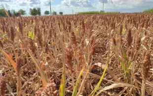 sorgho, juillet 2026, Loir-et-Cher
