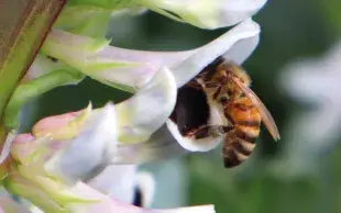 Une abeille mellifère butine une fleur de féverole