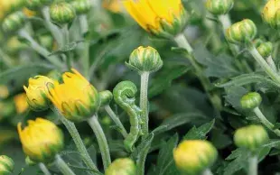 Du fait de sa capacité à se développer sur plus de 100 plantes hôtes, la lutte contre la noctuelle de la tomate nécessite une coordination territoriale et collective.