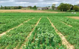 Parcelles d'essais évaluant les performances en AB d'associations féverole x triticale ou blé tendre d’hiver.