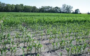 En sols argileux hydromorphes, le travail mécanique alternatif au glyphosate se traduit par un décalage de la date de semis et de l’ensemble du cycle de la culture.