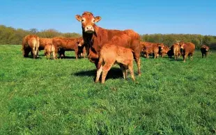 Vaches limousines allaitantes élevées en bio à la Ferme expérimentale des Bordes (Indre).
