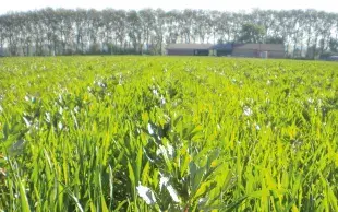 Le bénéfice attendu des légumineuses compagnes une fois détruites est de fournir de l’azote à la céréale via la minéralisation de leurs résidus.