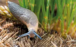 Les céréales sont sensibles aux attaques de limaces du semis jusqu’au stade 3-4 feuilles.