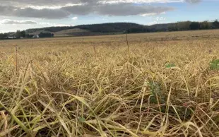 Repousses d'interculture désherbées au glyphosate