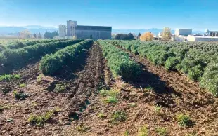 Irriguer le guayule est plutôt contre-productif : la production de polyisoprène, qui compose le latex, est favorisée par le stress hydrique.
