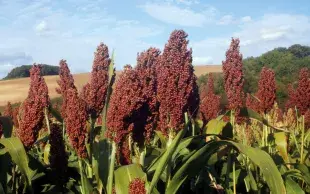 Parcelle de sorgho grain, avec les épis au premier plan