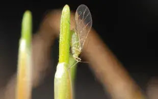 Sur céréales à paille d’hiver, le seuil de risque est atteint quand 10 % des plantes portent au moins un puceron, ou quand des pucerons sont présents sur la parcelle durant plus de 10 jours.