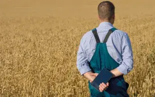 Sans adaptation des assolements au déficit hydrique futur, les agriculteurs de Centre-Val-de-Loire verront les rendements de leurs cultures reculer de 3 à 8 % en moyenne par rapport aux rendements actuels.