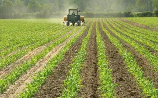 En maïs pluvial, la valorisation de l’azote dépend étroitement des conditions hydriques de l’année.
