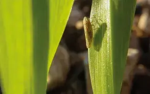 Une cicadelle des céréales sur une jeune orge