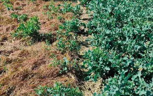 Sans prélevée, la propyzamide est impuissante à contrôler les fortes pressions de graminéess : à gauche, colza ayant reçu une application unique en novembre de Kerb Flo à 1,87 l/ha ; à droite, application de prélevée (avec Butisan 1,5 l/ha), puis Kerb Flo 1,87 l/ha en novembre (situation à mi-mars en Haute-Garonne). 