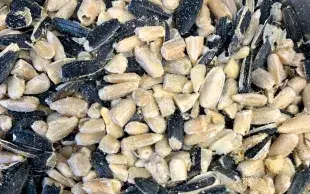Coques vides et amandes décortiquées de graines de tournesol